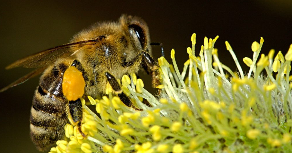 Planting for Pollinators in the Mid-Atlantic: Let’s Save The Bees And All Of Their Friends