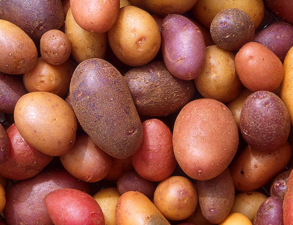 Potato