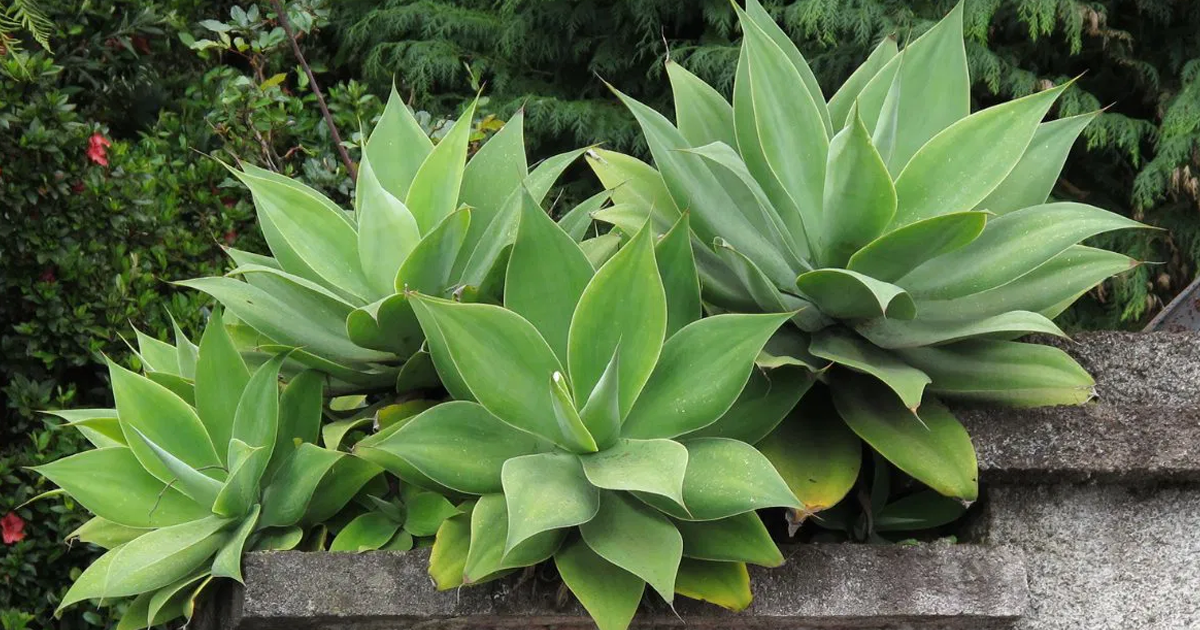 Potted Agave Care: Tips On Growing Agave Plants In Pots