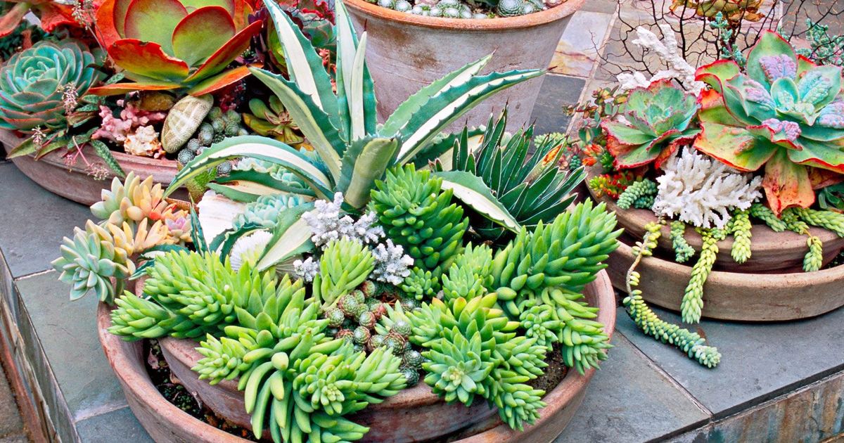 Potted Succulent Plants: How To Care For Succulents In Containers
