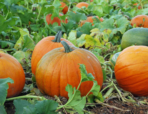 Pumpkin