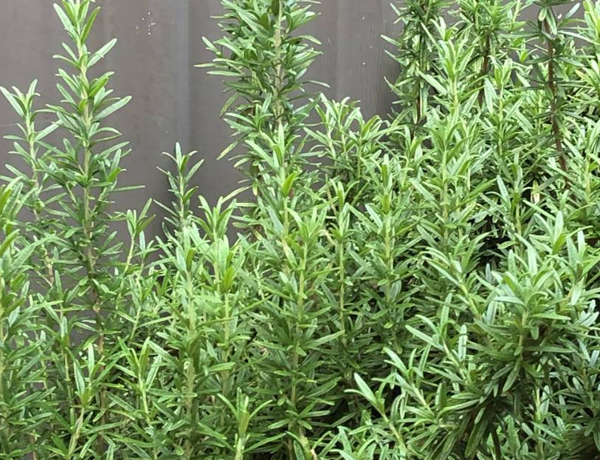 Rosemary