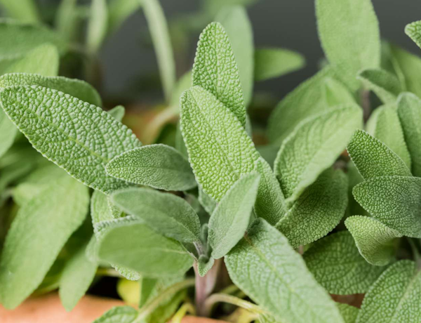 Sage