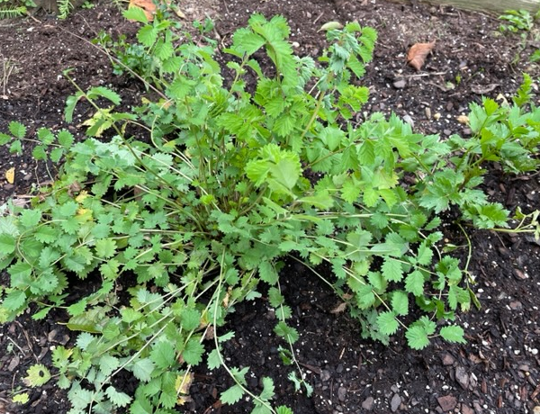 Salad-Burnet