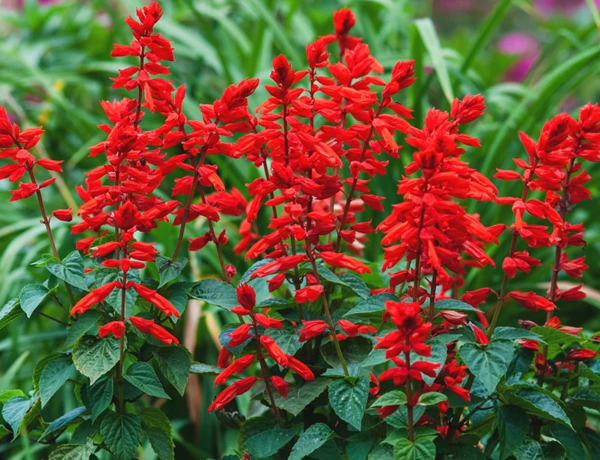 Scarlet-Sage