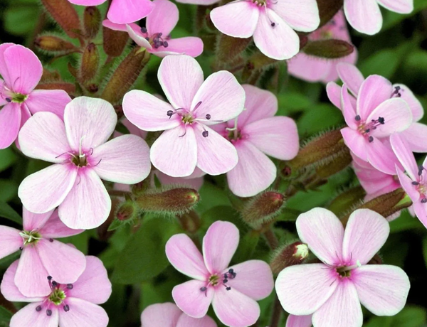 Soapwort-(Saponaria)