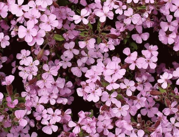 Soapwort