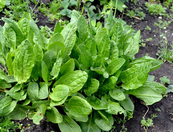 Sorrel