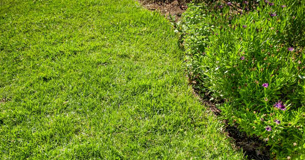 Southwest Grass Lawn Care Guide