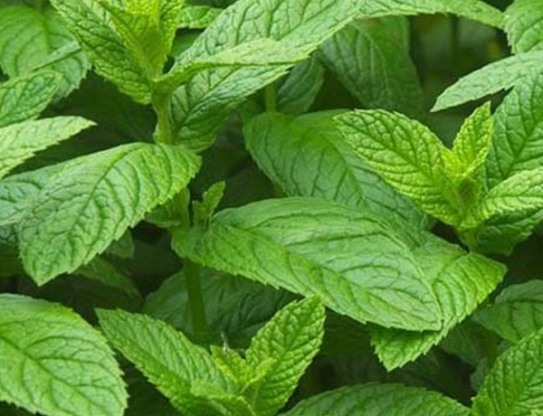 Spearmint