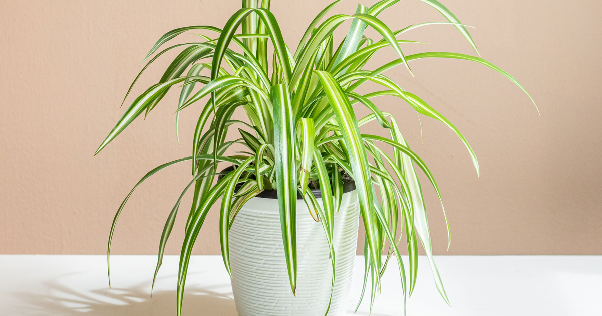 Spider Plant Care: Gardening Tips For Spider Plants