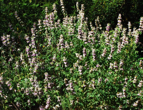Spotted-Bee-Balm