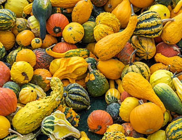 Squash