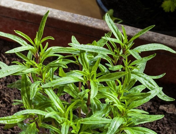 Summer-Savory