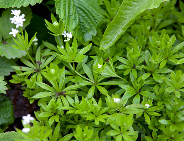Sweet-Woodruff