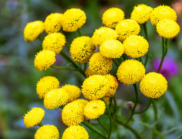 Tansy