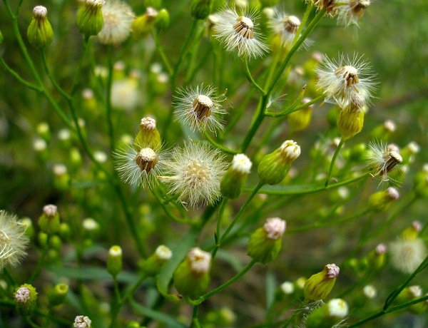 Tarragon-(Dragon-Wort)