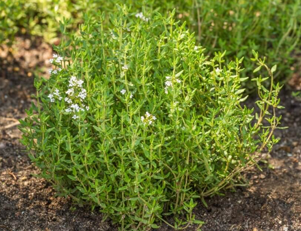 Thyme