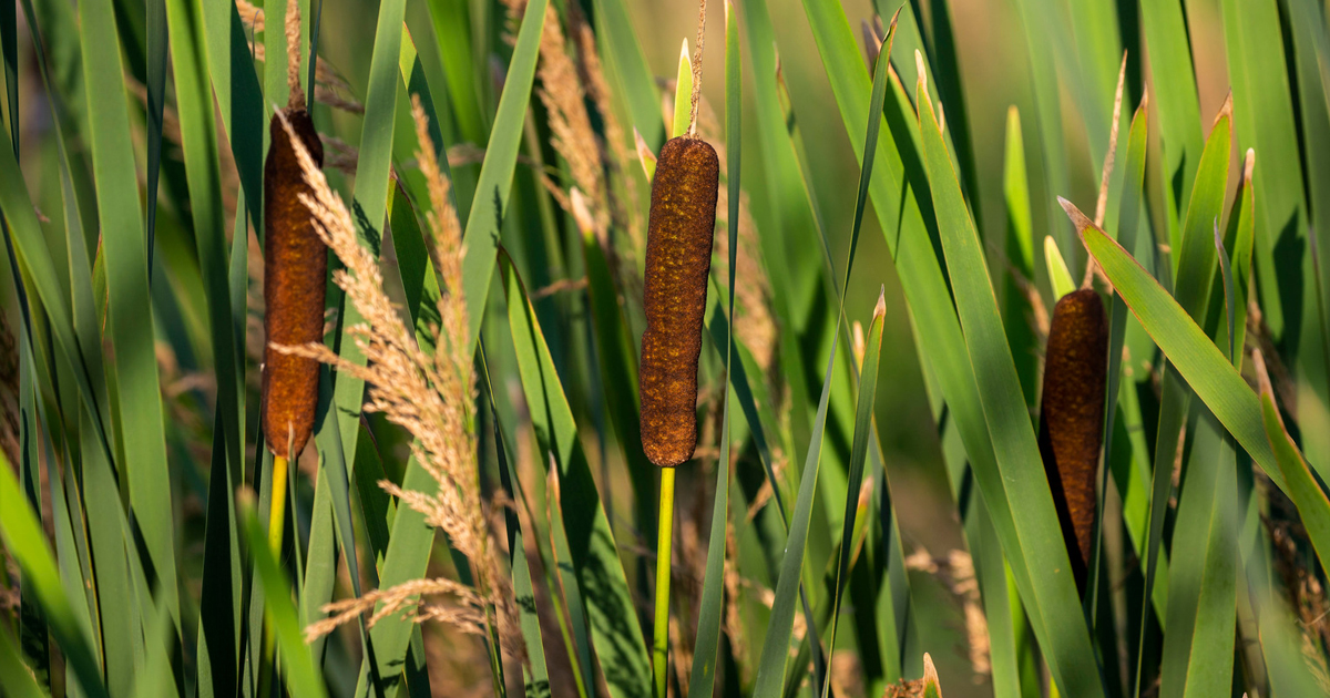 Tips On How To Control Cattails For The Pond