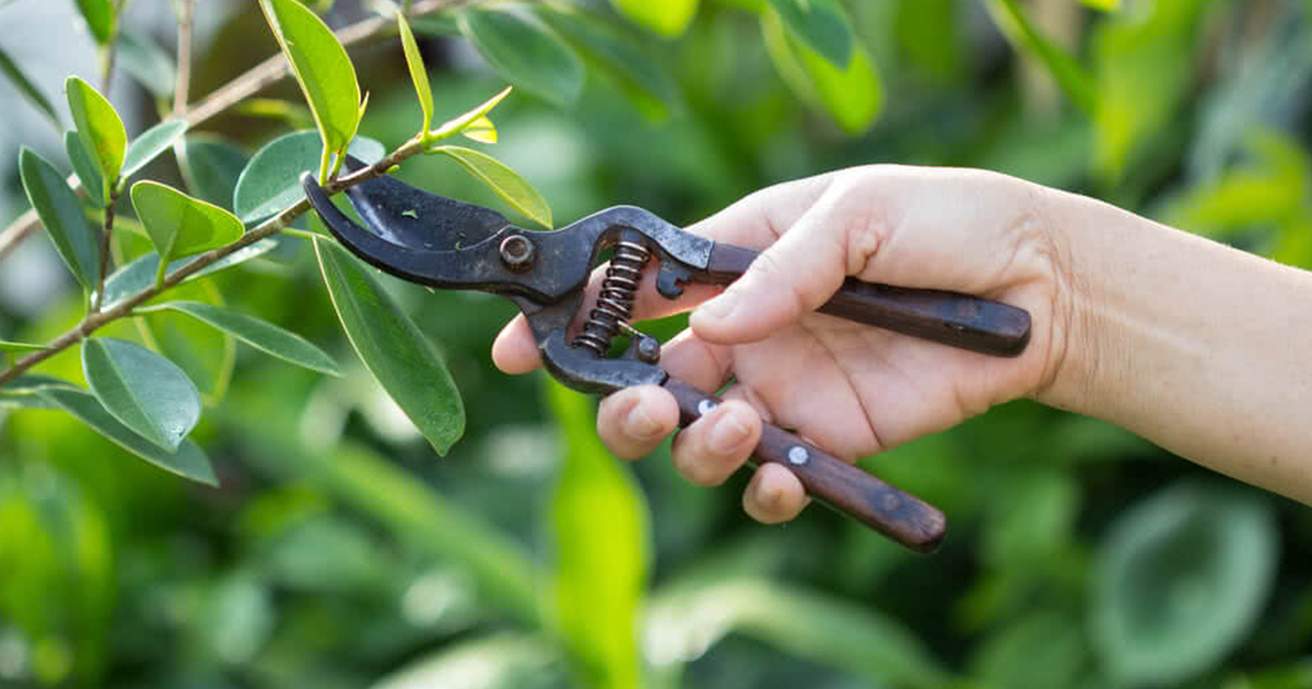 Trimming A Walnut Tree: How To Prune Walnut Trees Properly