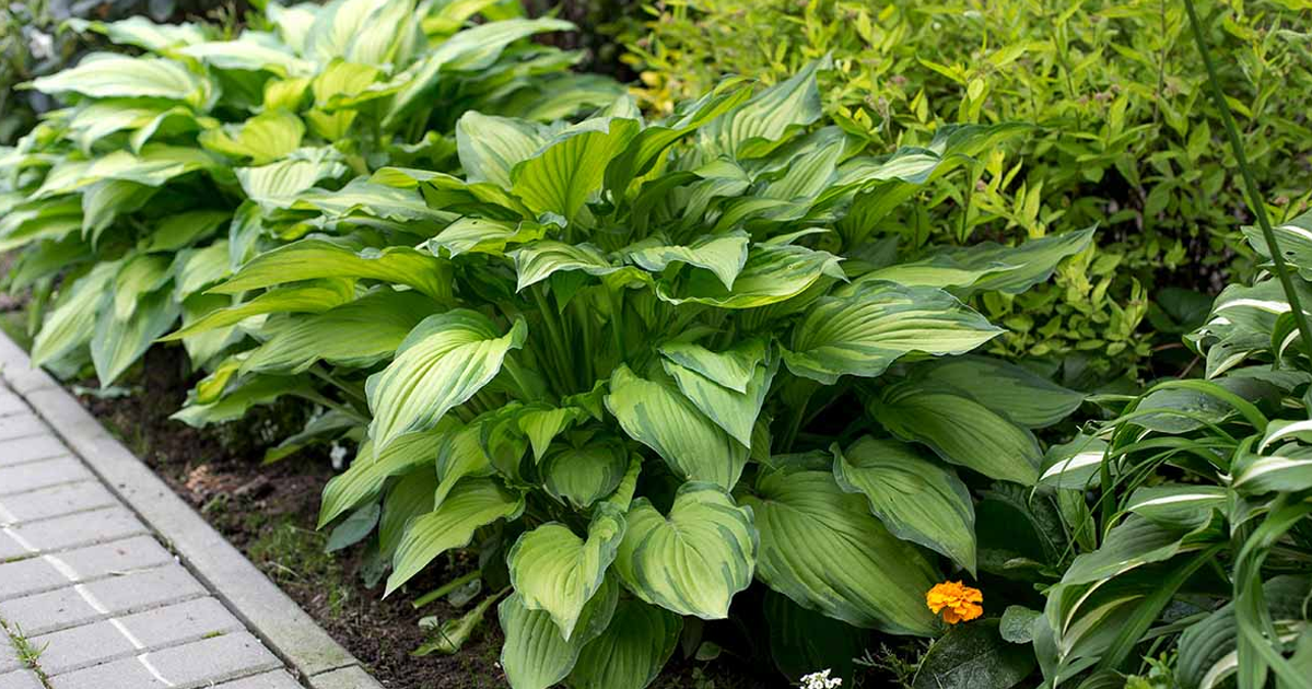 Types Of Hosta Plants: How Many Types Of Hosta Are There