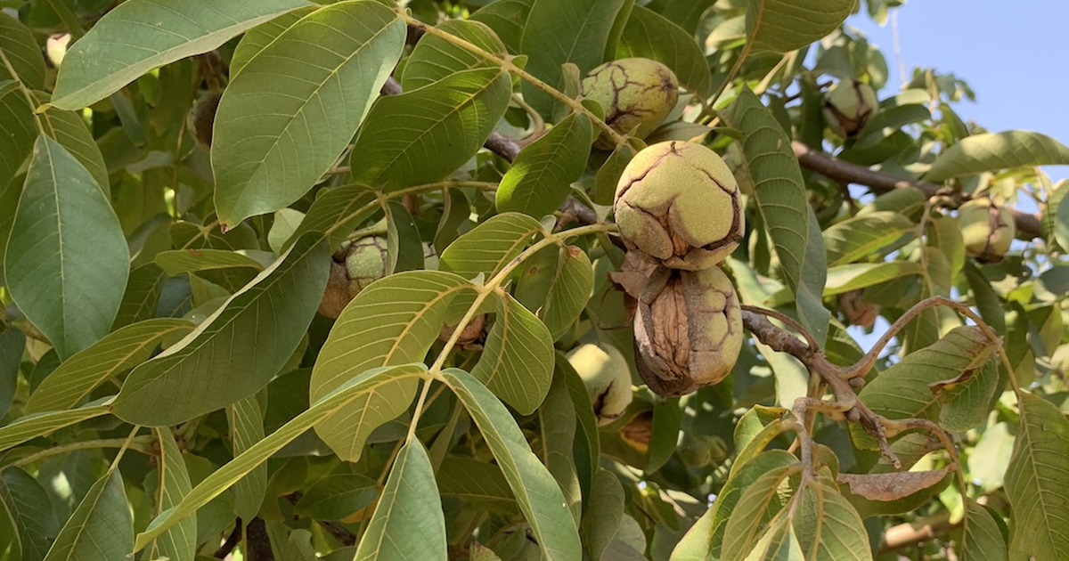 Walnut Tree Harvesting: When Are Walnuts Ready To Pick