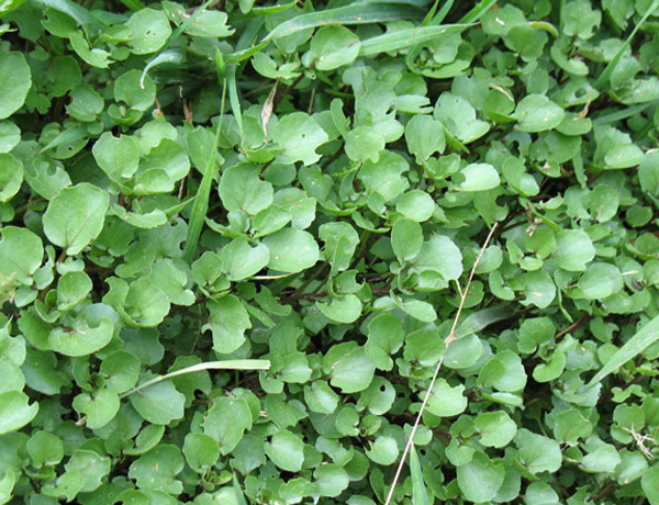 Watercress