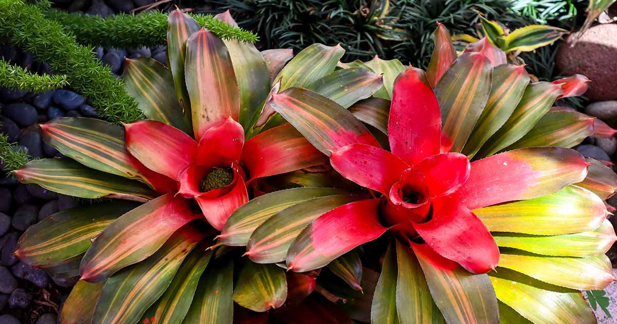 Watering Bromeliads: How To Water A Bromeliad