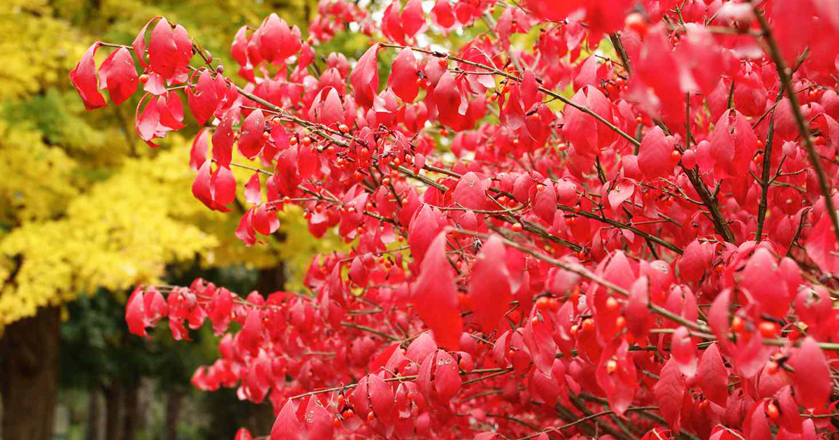 What Are Deciduous Trees And Shrubs: Types Of Deciduous Trees And Shrubs
