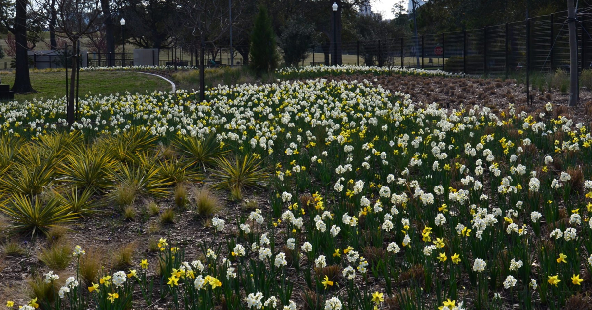 What Is A Naturalized Plant – How To Naturalize Plants