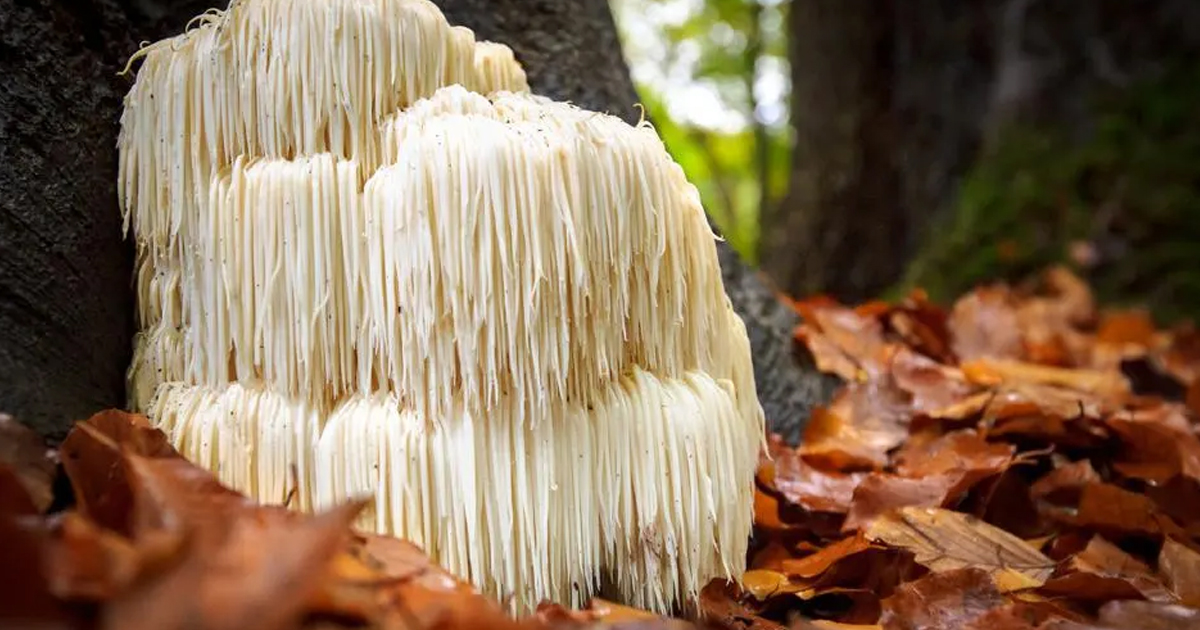What Is Bearded Tooth Fungus: Lion’s Mane Mushroom Facts And Info