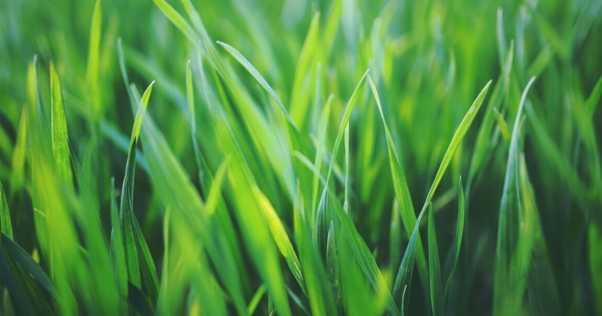 What Is Cool Grass: Learn About Cool Season Turf Grasses And Ornamentals