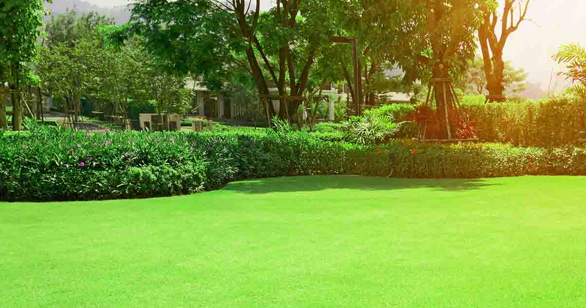 What Is Warm Grass: How To Grow Warm Season Grasses