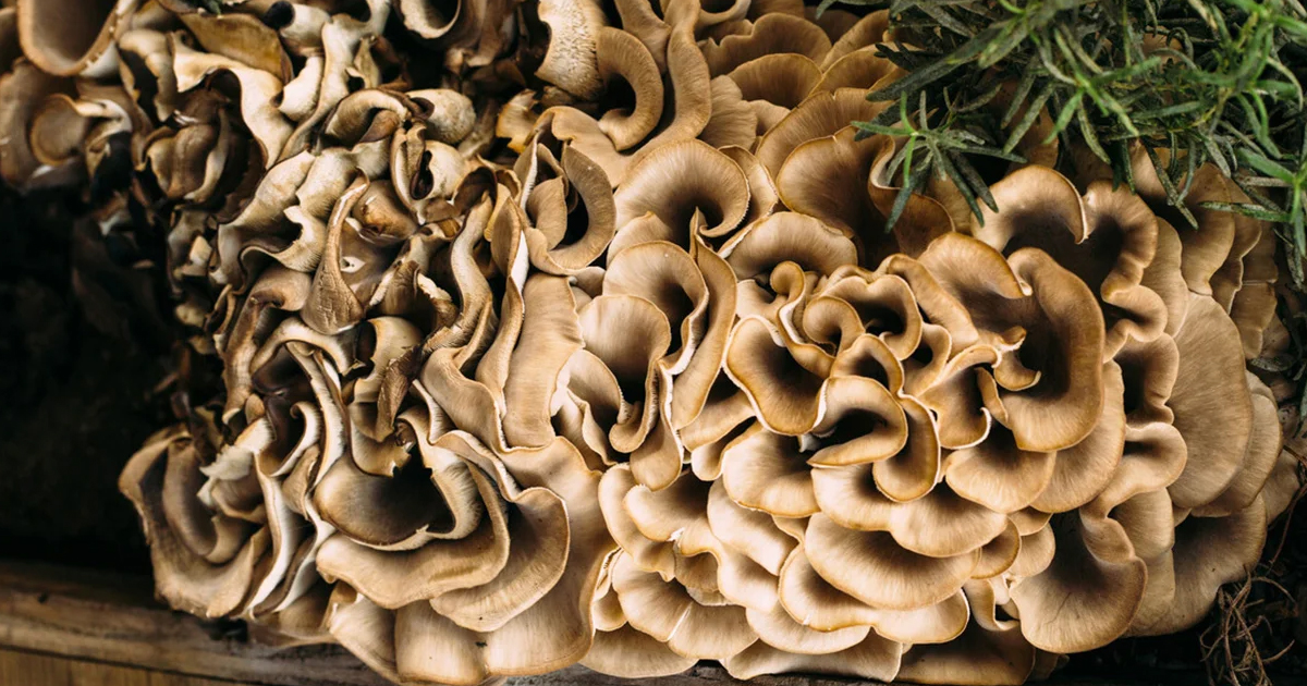 Which Types Of Wood To Use For Growing Fungi