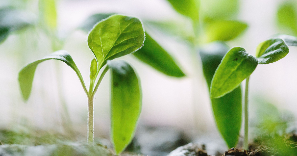Why You Should Start Seeds Indoors: Benefits Of Seed Starting Indoors