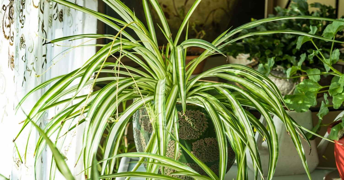 Why Your Spider Plant Has Brown Tips & How To Fix It