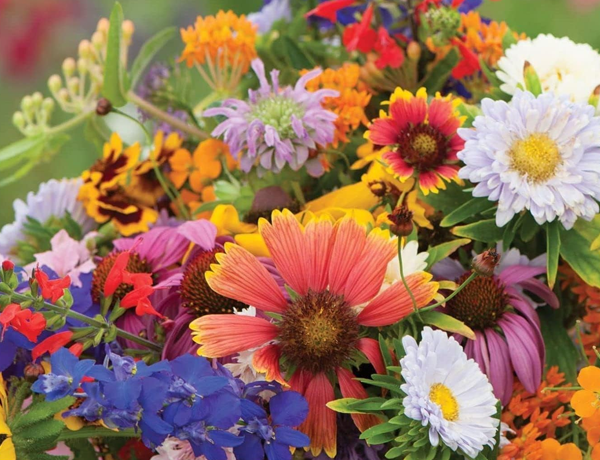 Wildflower-Mixes