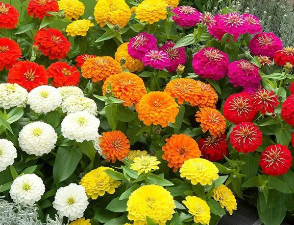 Zinnia