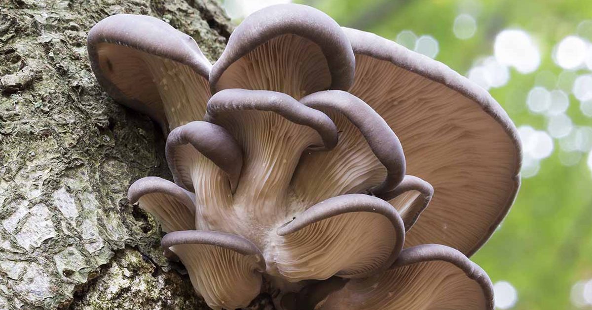 Learn How To Grow Mushrooms