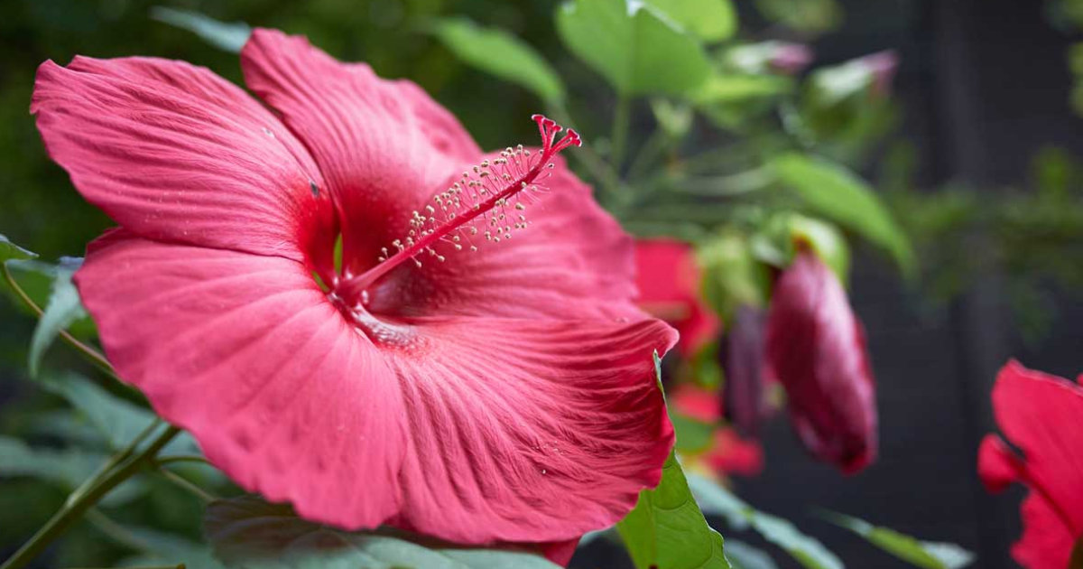Cold Hardy Hibiscus: Tips On Growing Hibiscus In Zone 7