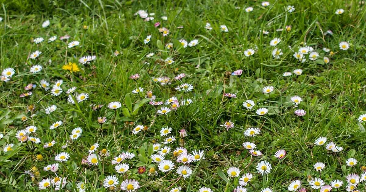 Common Zone 8 Weeds – How To Get Rid Of Weeds In Zone 8