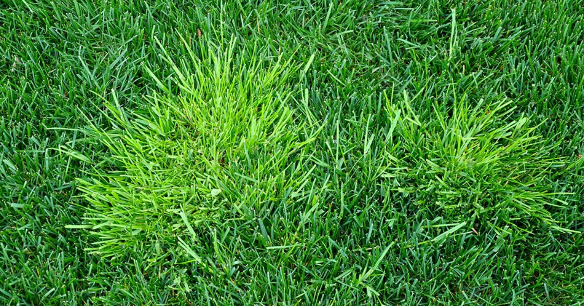Crabgrass Control – How To Kill Crabgrass
