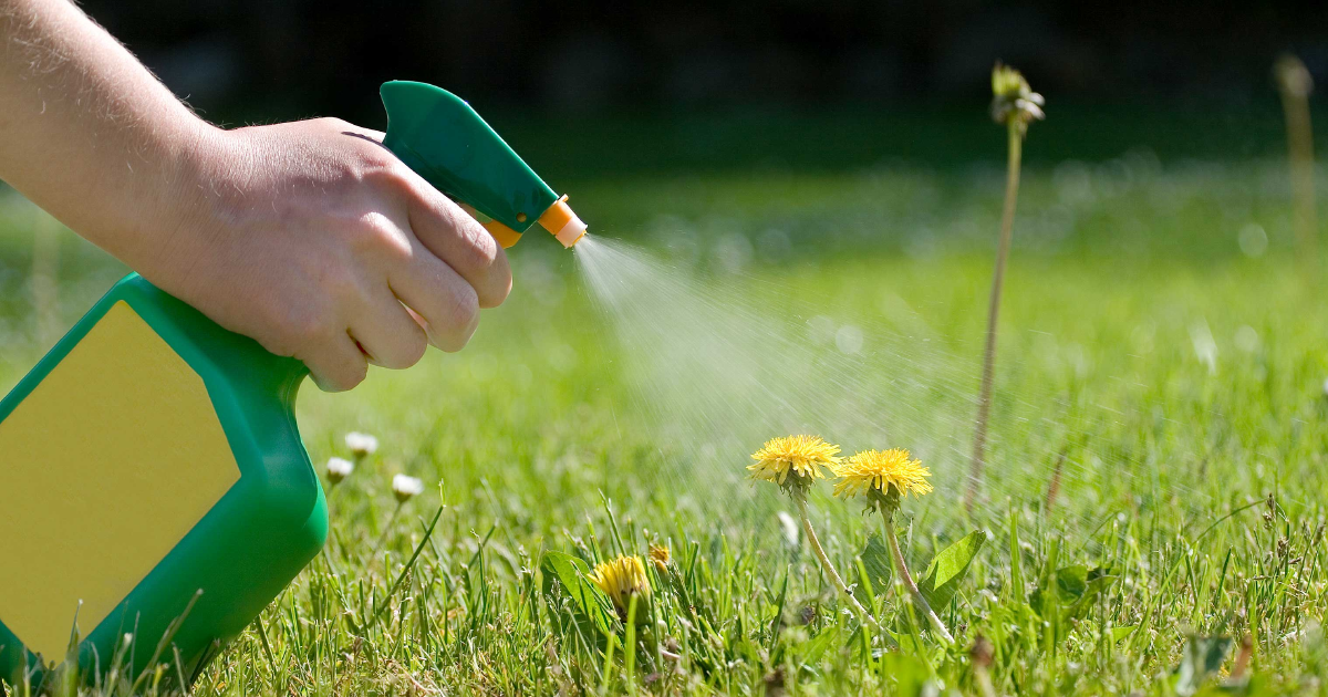 Dandelion Removal: How To Kill Dandelions