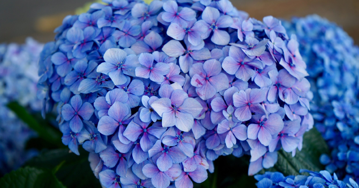 Growing Hydrangeas – Hydrangea Care Guide