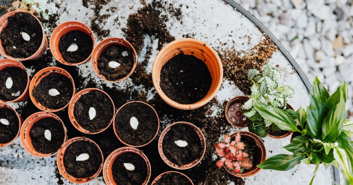 How Plants Grow: What Do Plants Need To Grow?