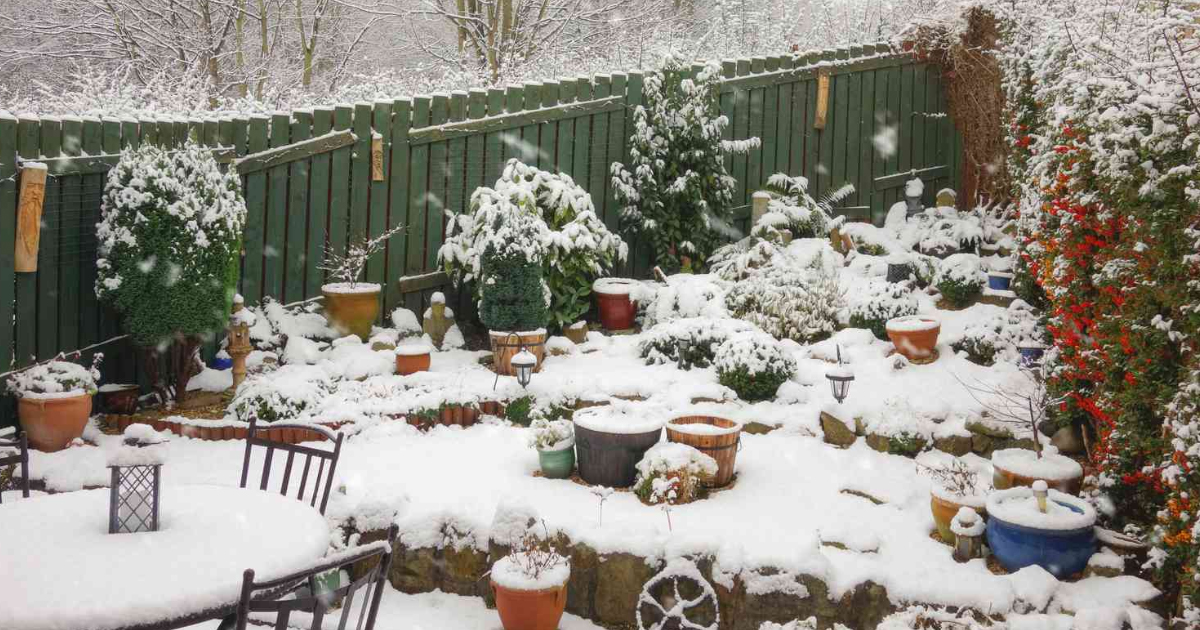 Information On How To Protect Outdoor Plants In Winter