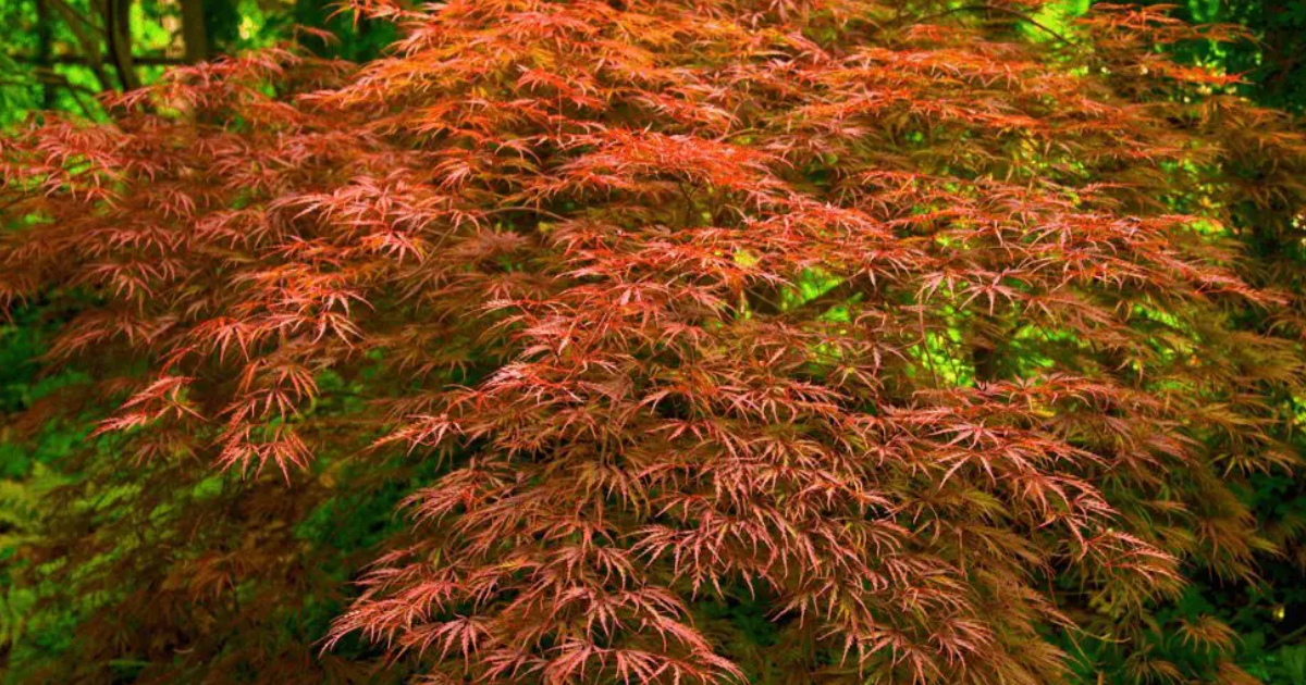 Japanese Maple Care – Learn How To Grow A Japanese Maple Tree