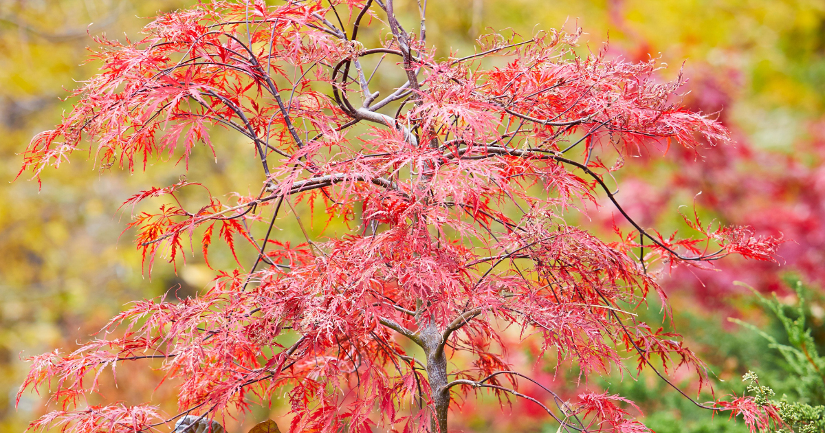 Japanese Maples For Zone 5: Can Japanese Maples Grow In Zone 5 Climates