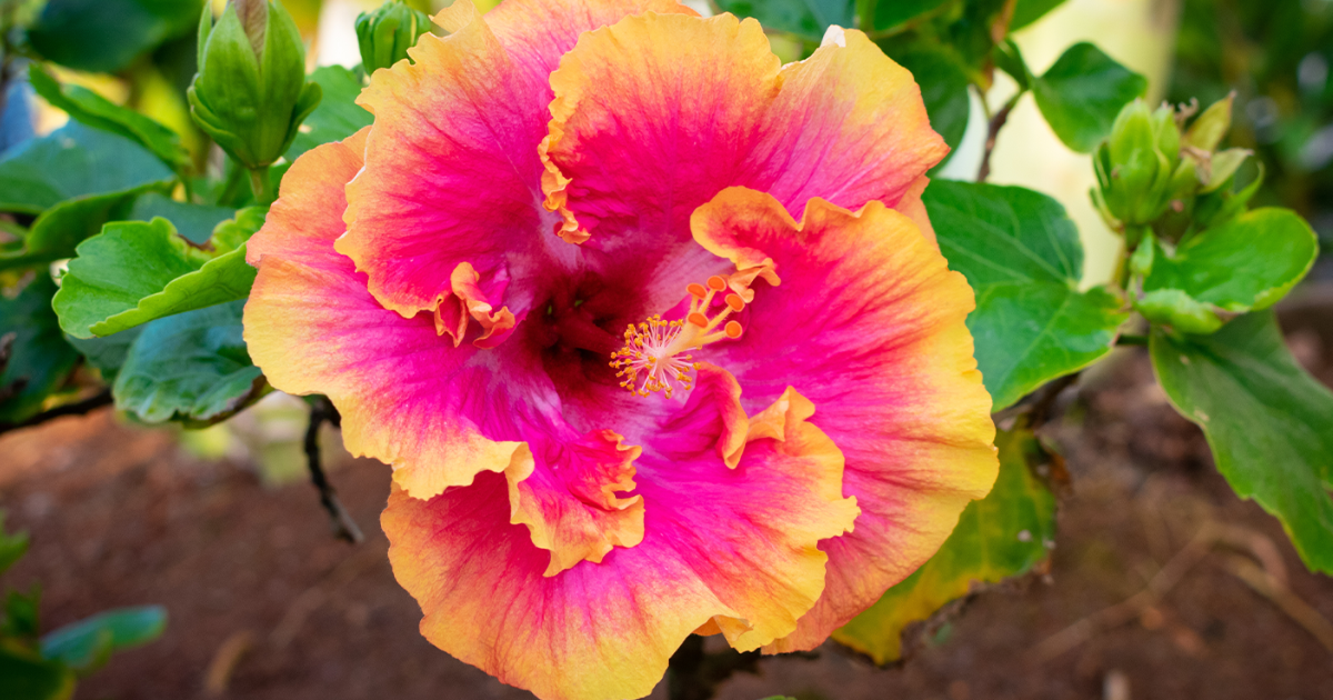 Outdoor Hibiscus Care: Tips On Growing Hibiscus In Gardens