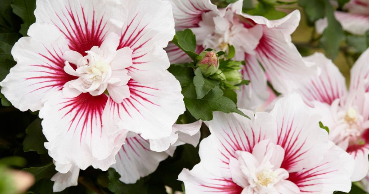 Rose Of Sharon, A Complete Care And Growing Guide